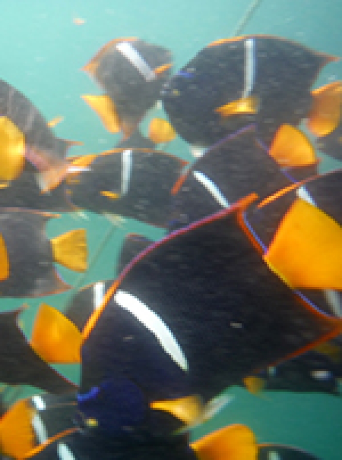 photo of vibrant fish underwater